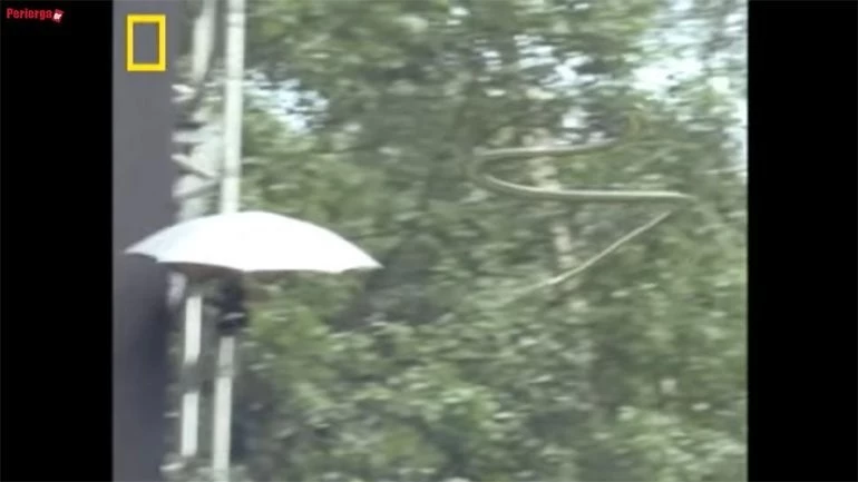 Ιπτάμενα φίδια προκαλούν τρόμο- Δείτε πως «γλιστρούν» στον αέρα! (βίντεο)